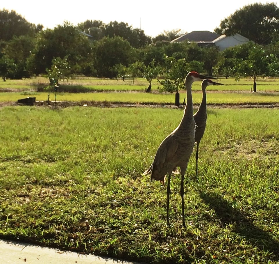 Sometimes you have visitors nearby