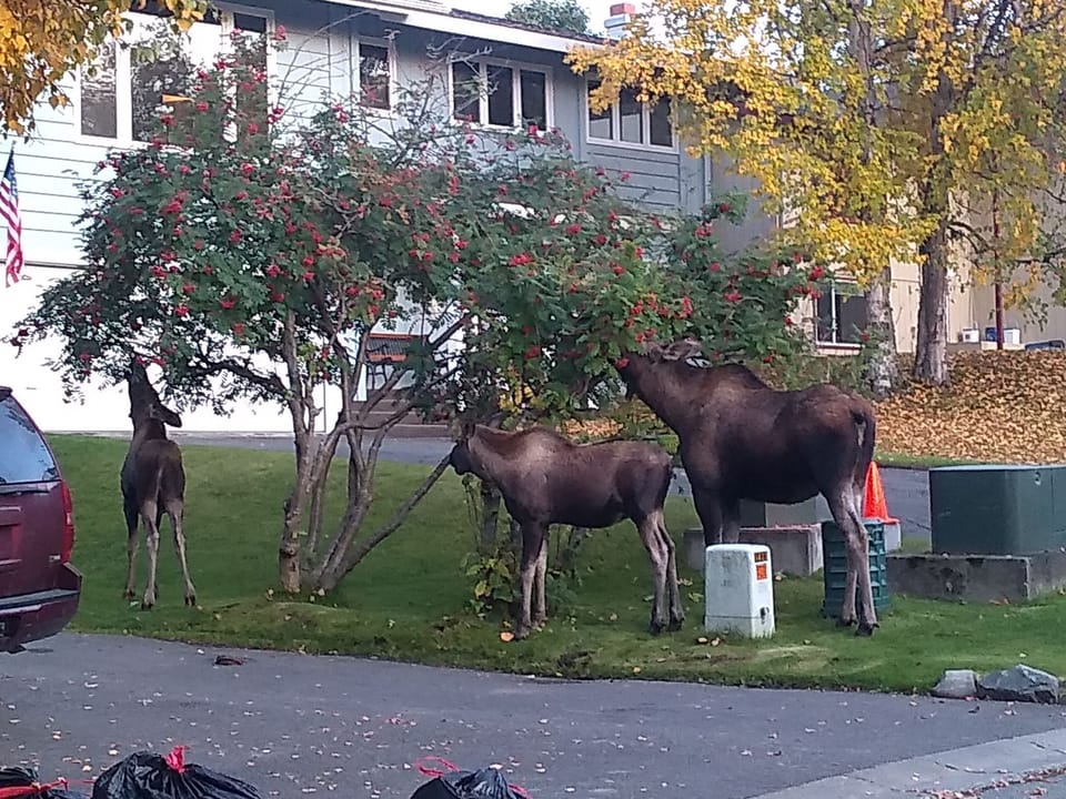Wildlife visitors 