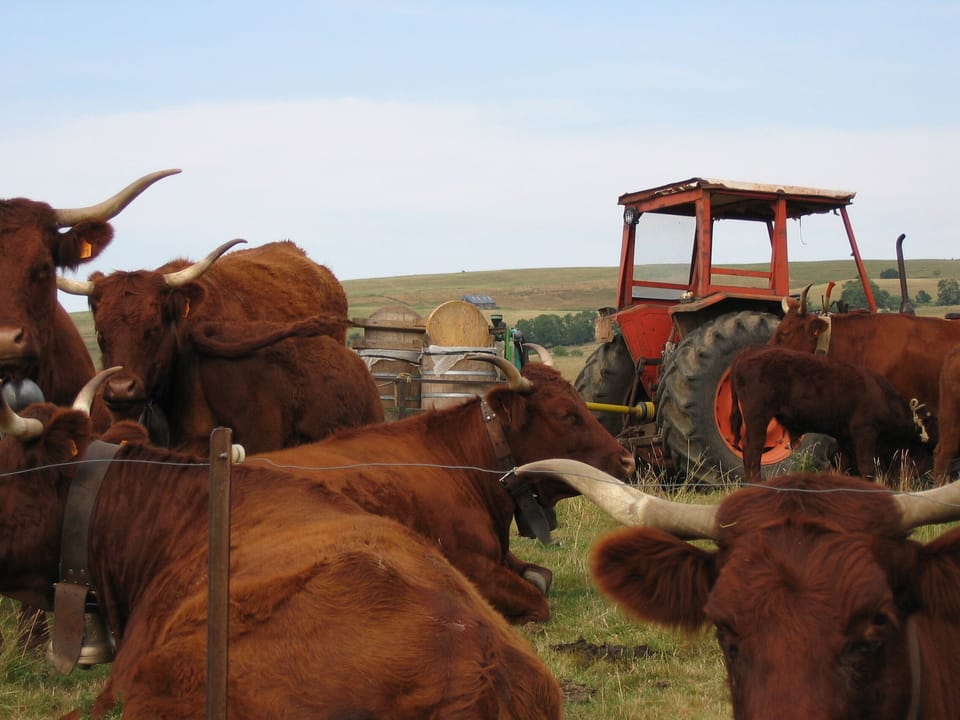 Gite du Limon near Le Puy Mary Grand Site de France House in Auvergne-Rhône-Alpes