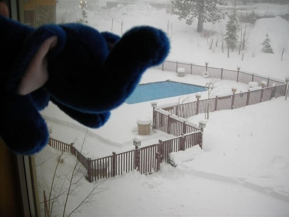from balcony overlooking  heated pool in winter (with peanuts the elephant )