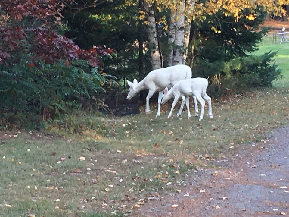 Our wonderful white deer which you may see!