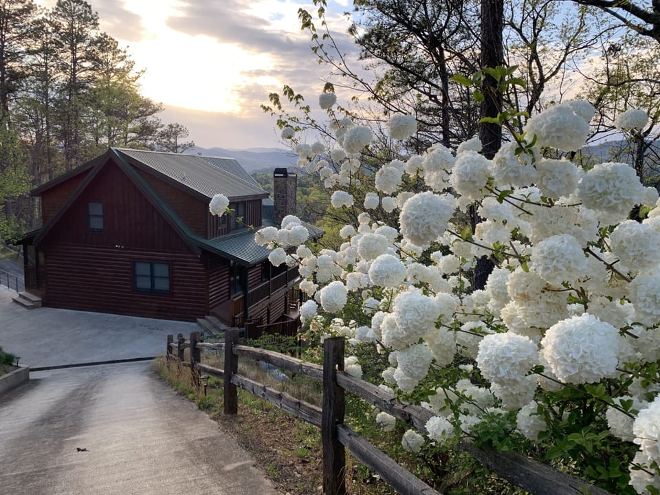 Springtime / Snowball Viburnum in full bloom / Top of driveway