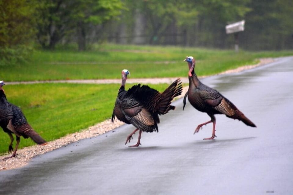some of the wildlife around the lodge