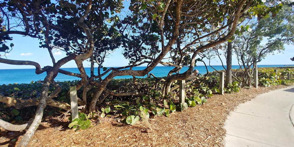 Jupiter Ocean Walk