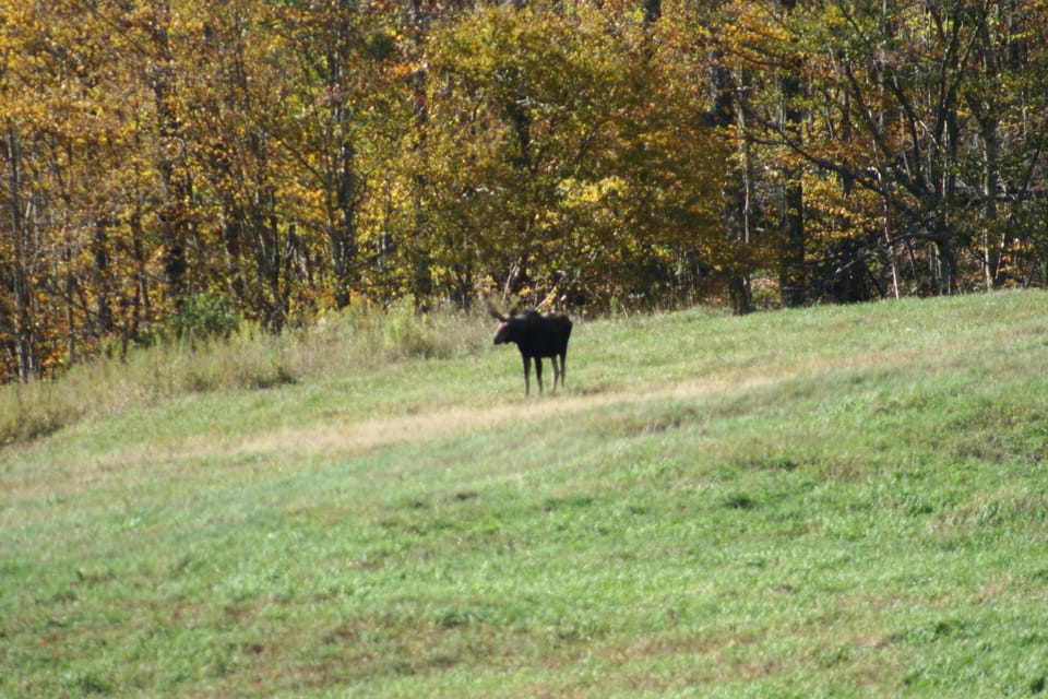 Moose near condo