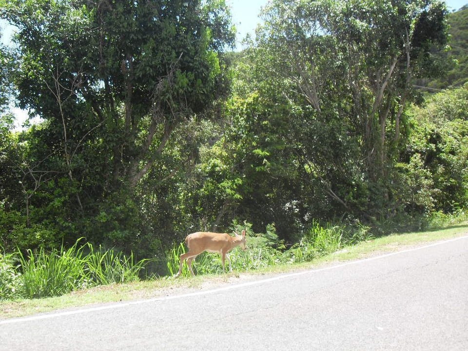 Look out! deer crossing!