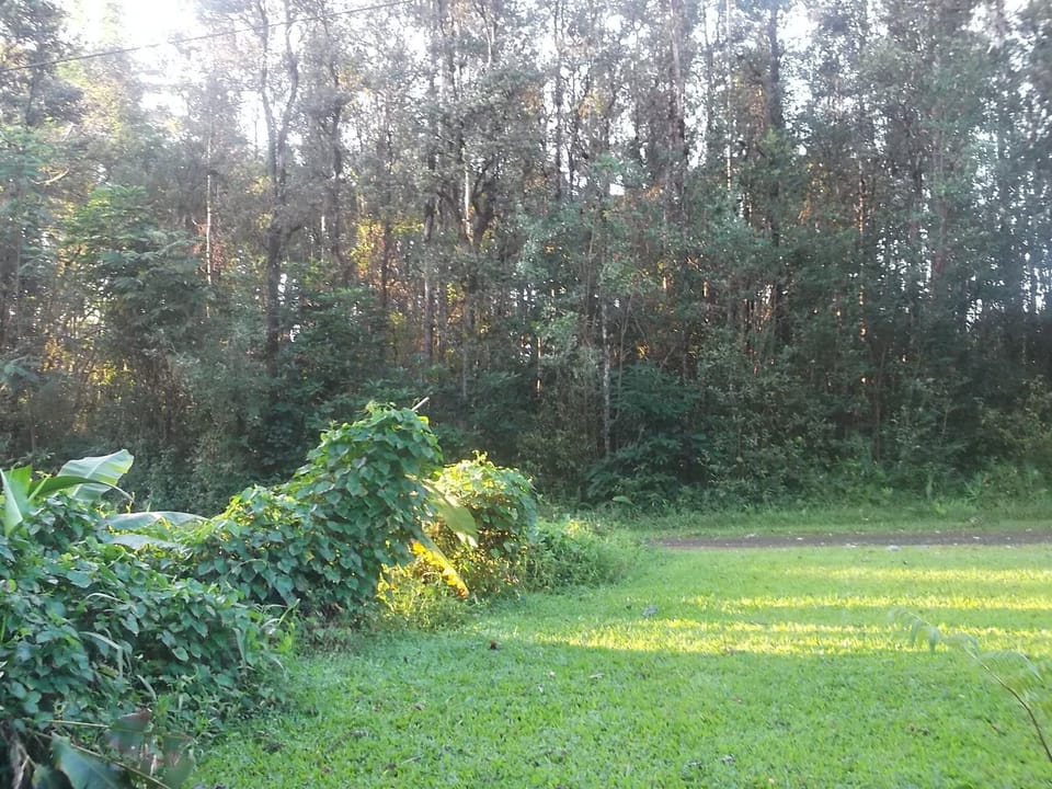 Looking toward the street.  Lust and green would best descript the area.