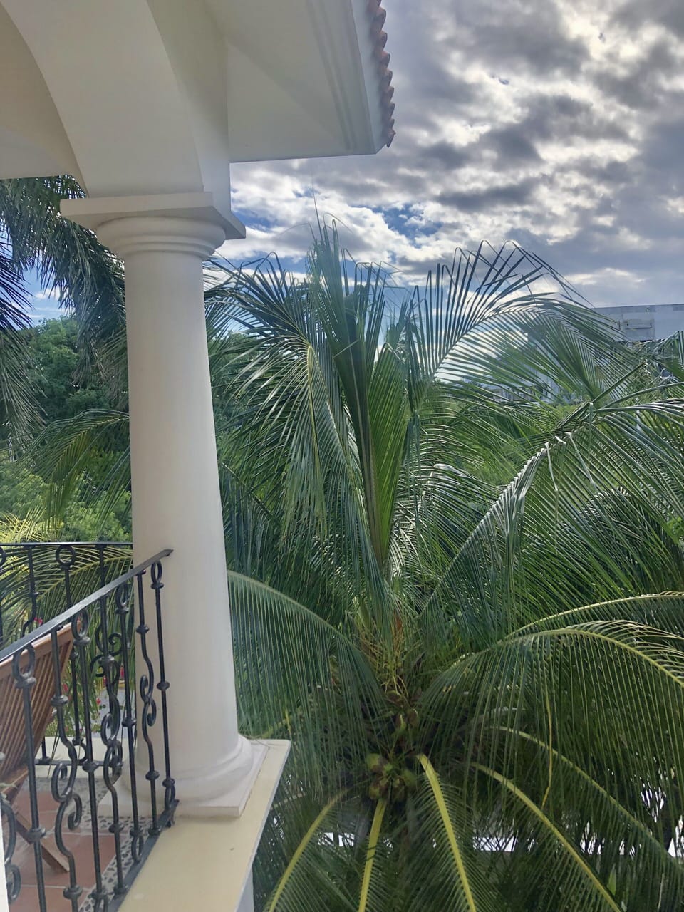 View of Royal Palm and big mahogany tree outside the kitchen window.