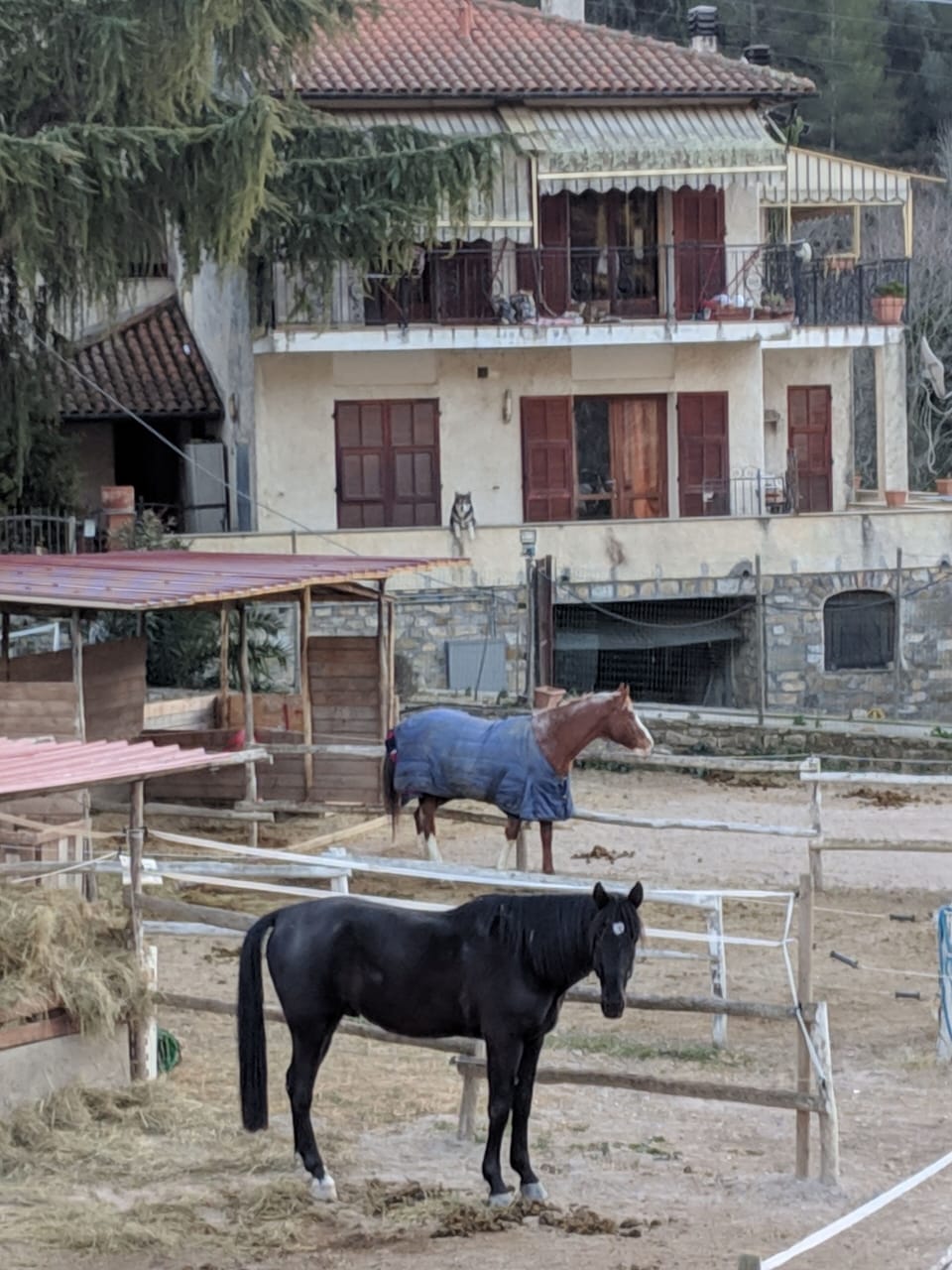 Horses at a nearby riding school.  Easy walk from the mill.