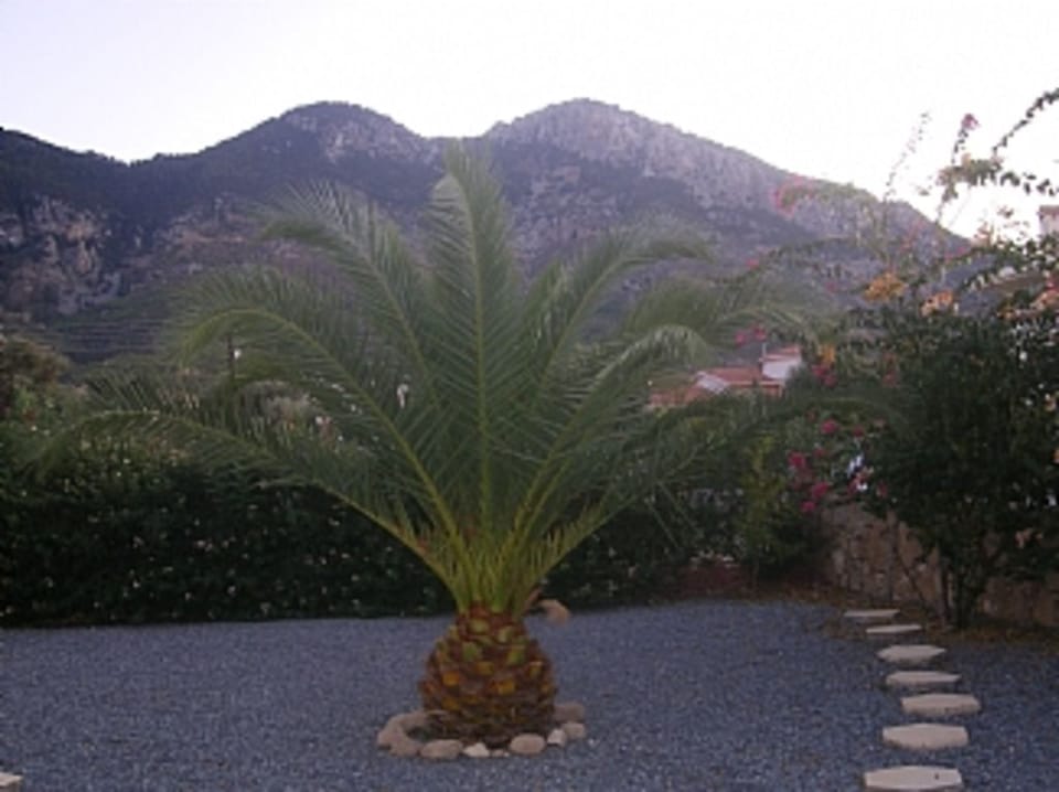 Front Garden - Mountain view