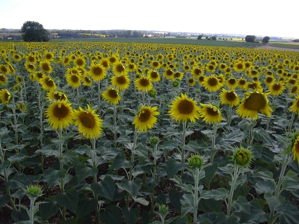 Fields of sunflowers all around