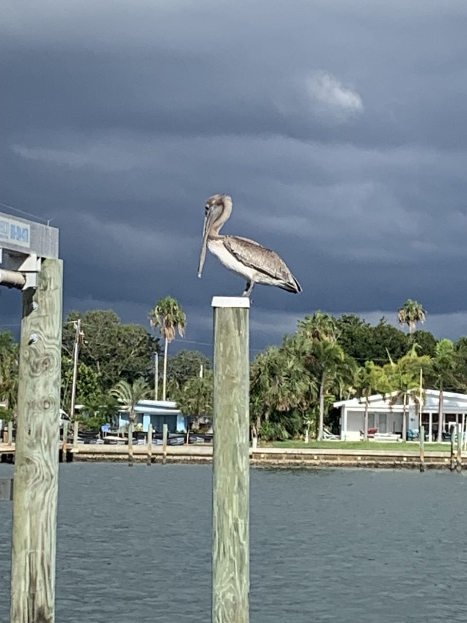 Say hello to Pelican Pete! A frequent guest outside your private balcony.