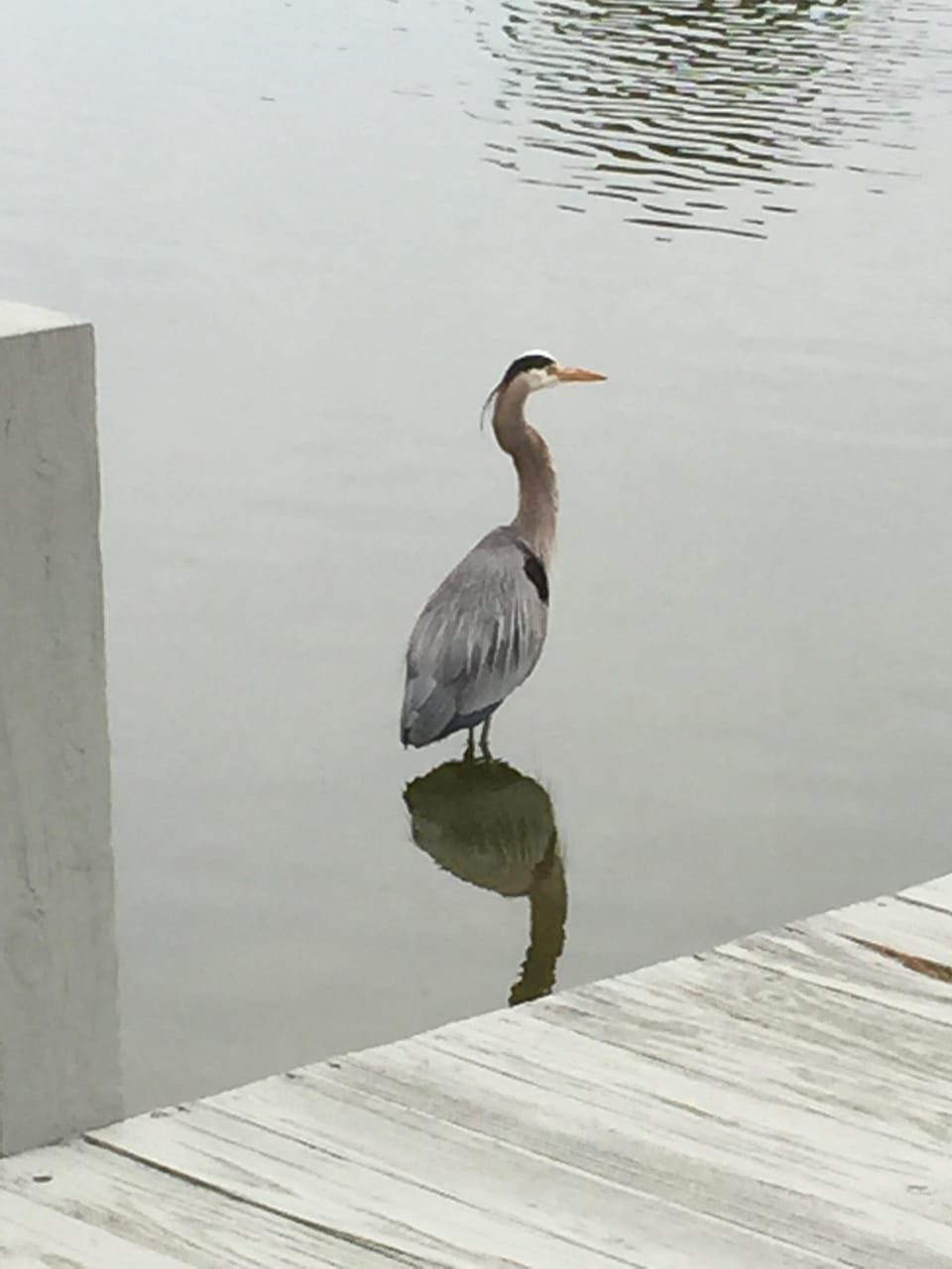 Blue Heron out back