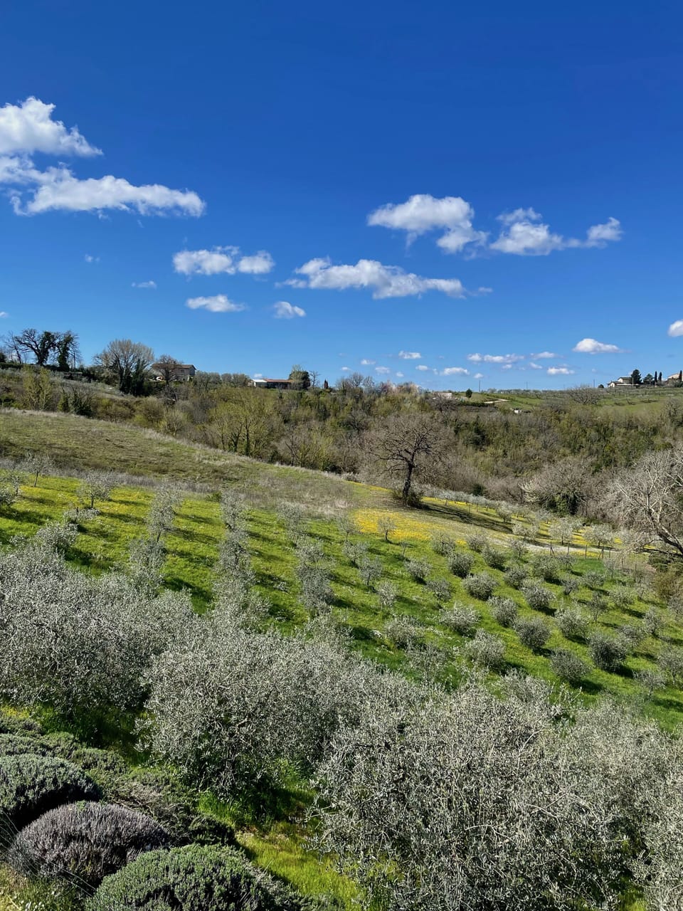 The olive grove seen from the house