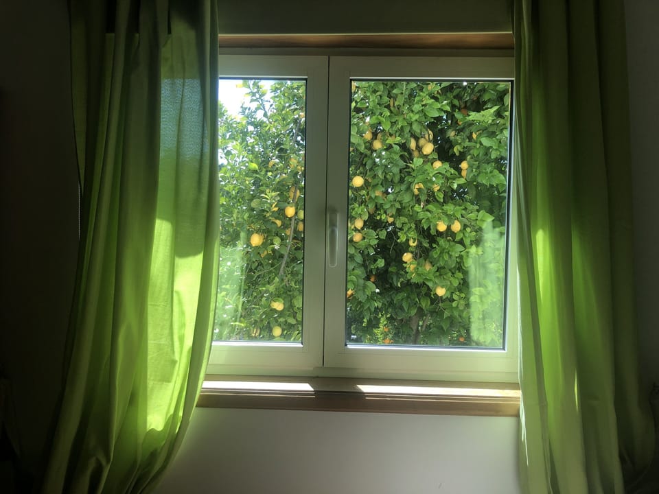 View of the lemon and orange trees in the garden