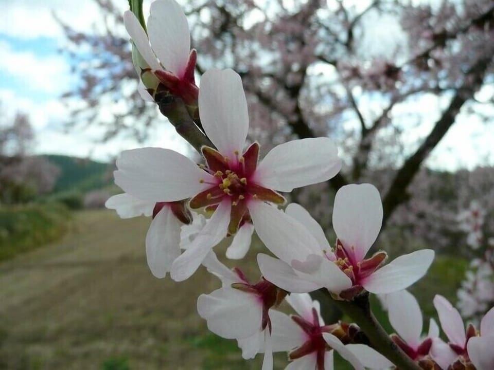 Mallorcan Almond trees in flower