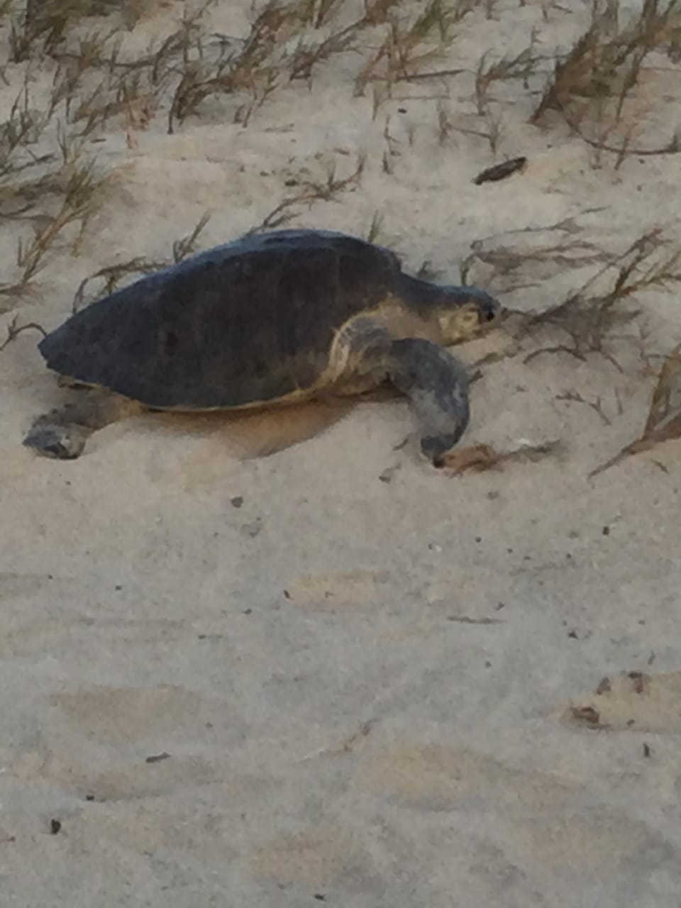 Mama turtle making her nest