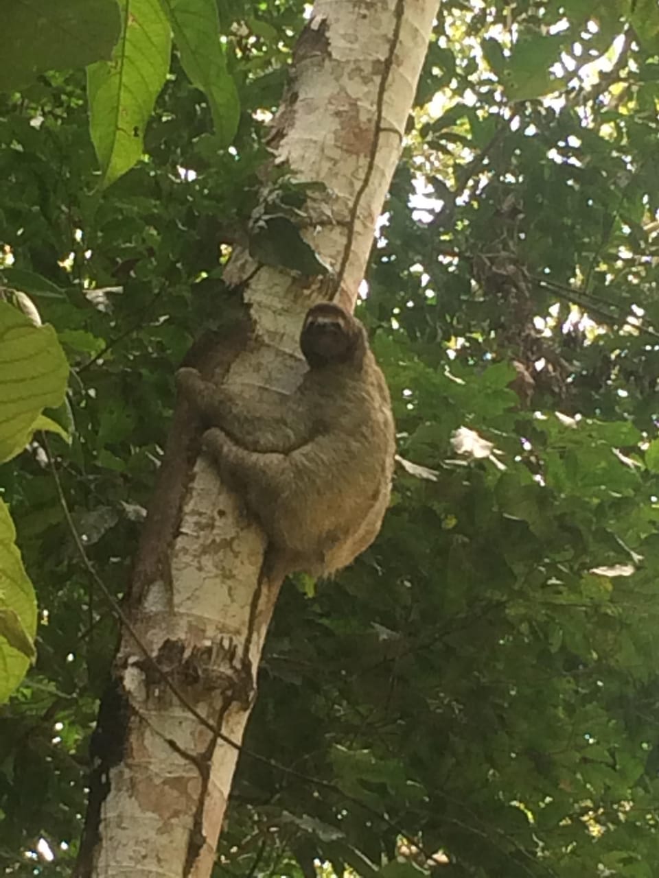 Sloth -  Perezoso, also on the property.