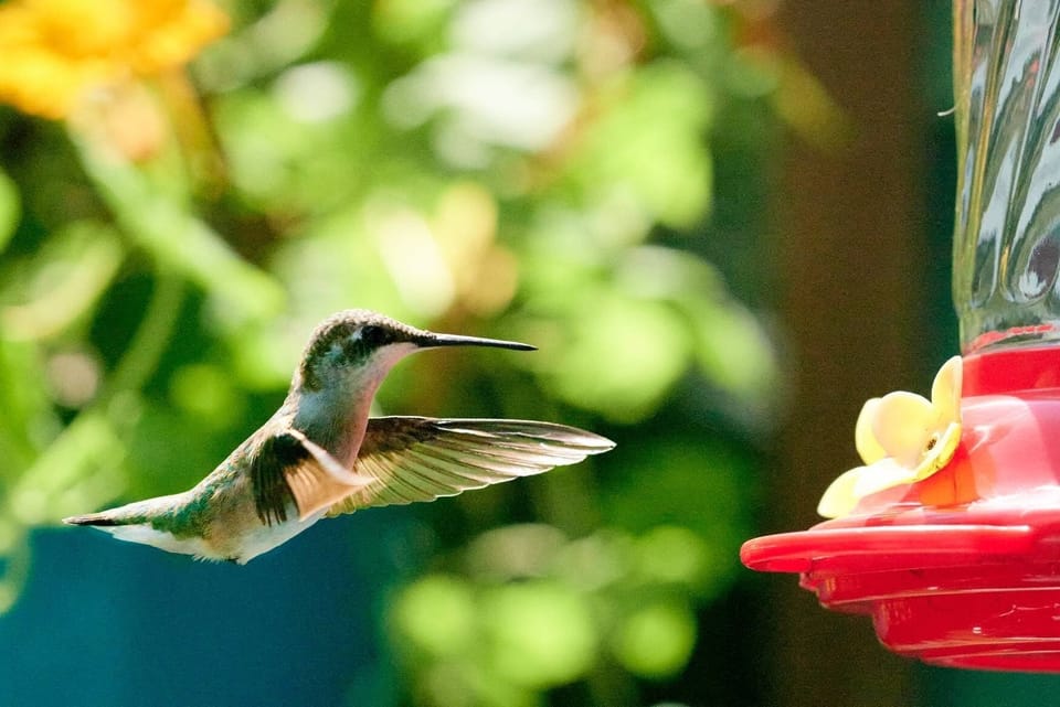 Hummingbird family all summer guaranteed!