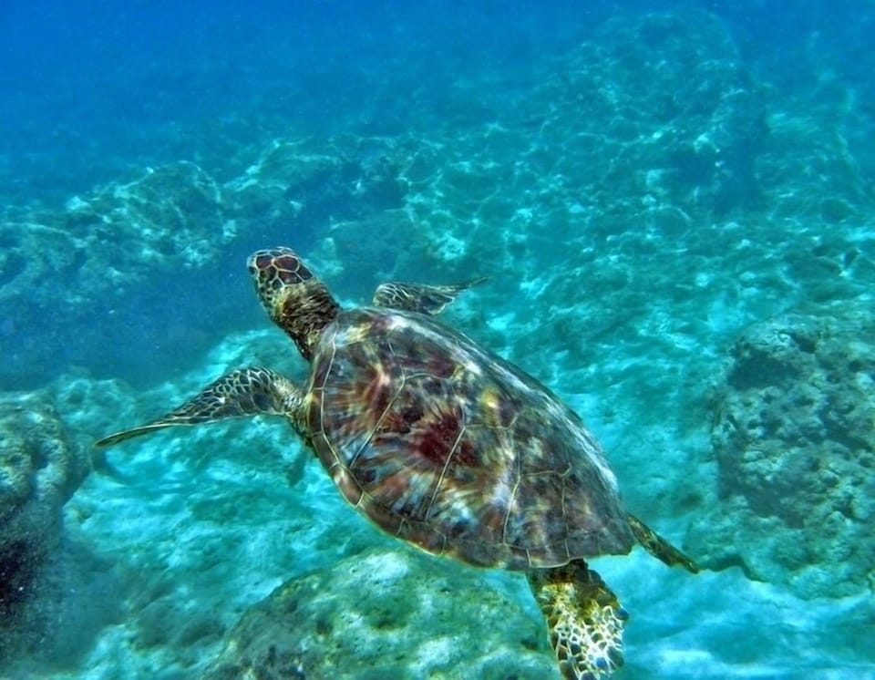 Snorkeling from our secluded beach