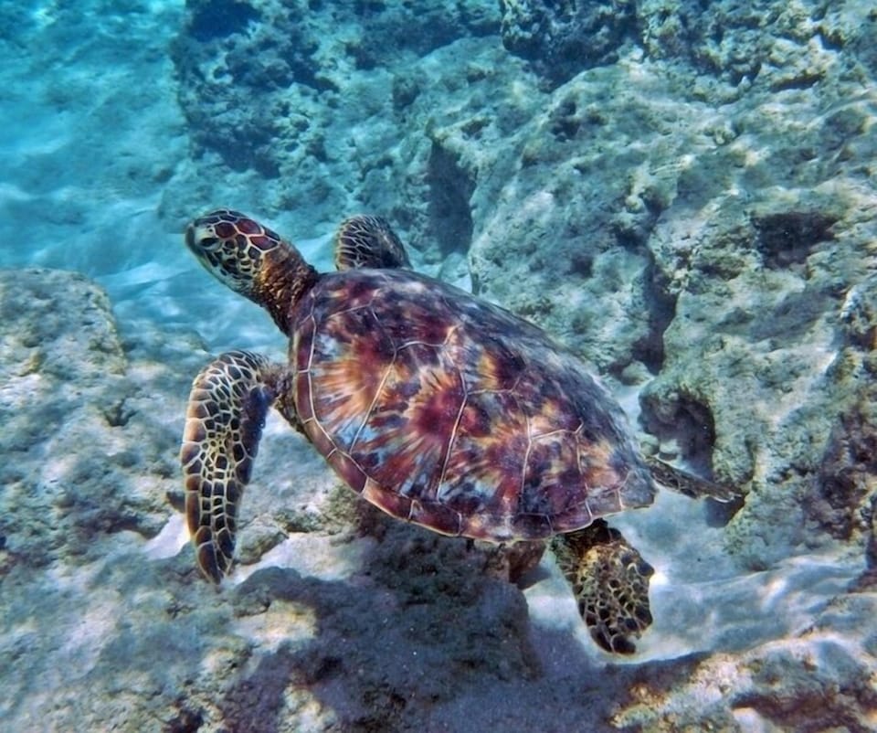 Turtles living in our private cove