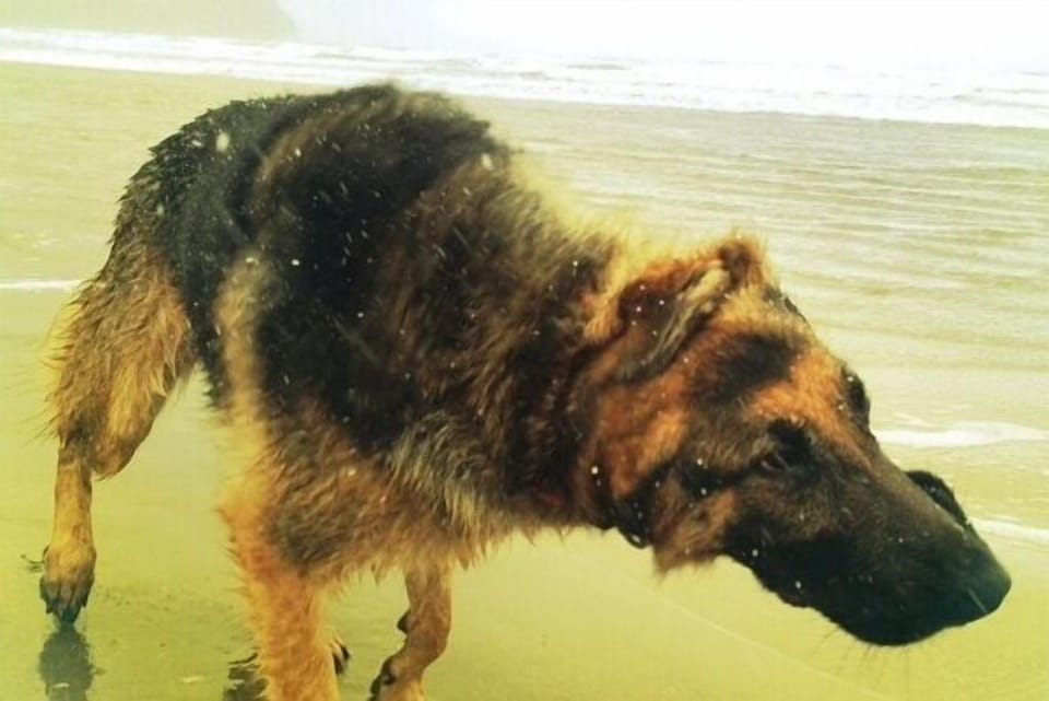 The beach at seaside is dog-friendly and so our we, with prior approval of well behaved solo dogs. We even provide a warm water outside  'surfer shower' for dogs and a fur blower.