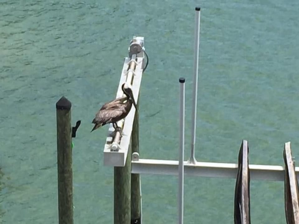 Balcony view as Pelicans and Manatee feed off of fish and seagrass.