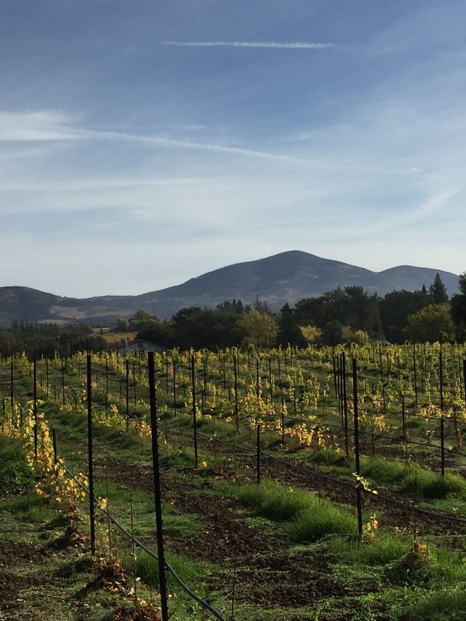 Neighboring vineyard- walk to wine tasting!