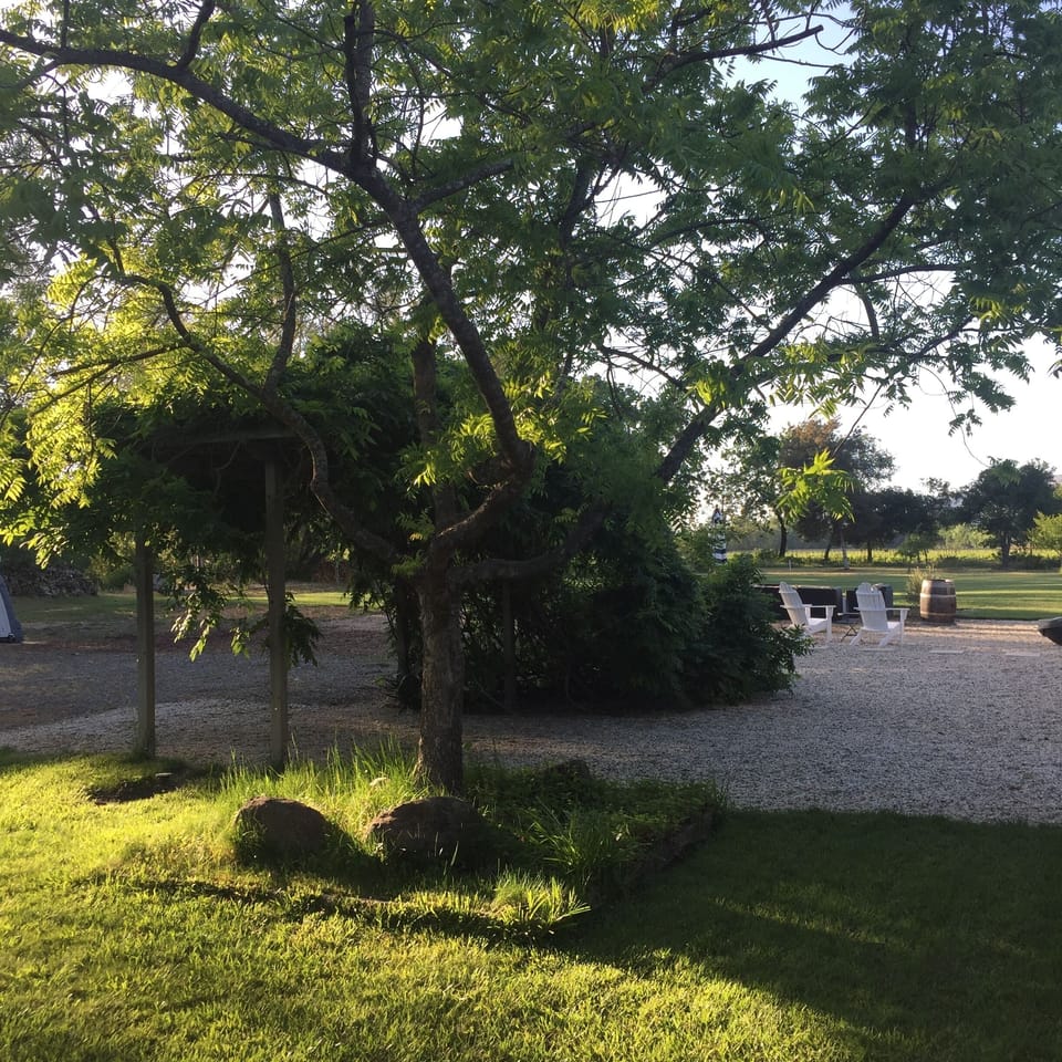 Shady seating under a sumac tree and wisteria arbor next to the house