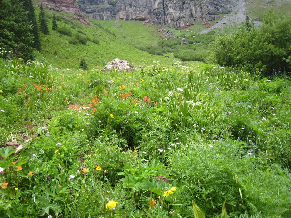 Colorado wildflowers in spring and summer
