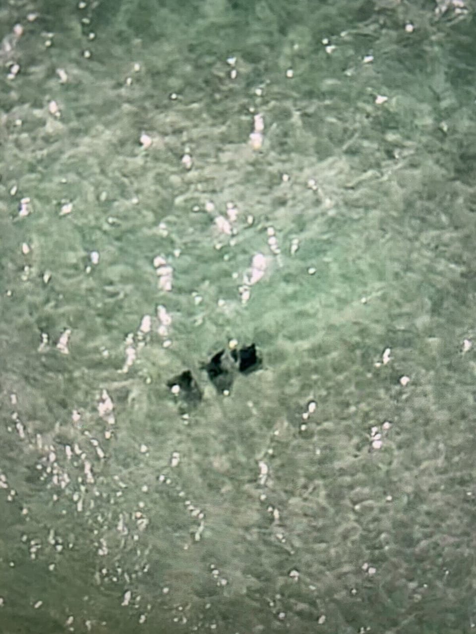Sea life can be amazing. These are call Manta Rays or skates, not sting rays