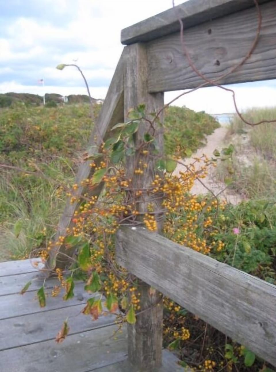 Seaside strolls over this walkway by the marsh up this path are lovely