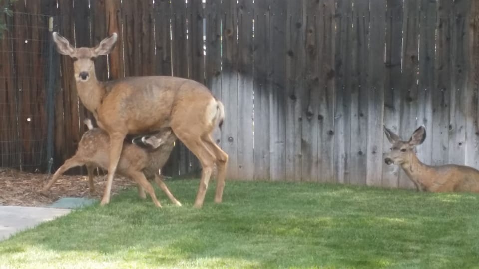 One of the twin babies having dinner in our yard

