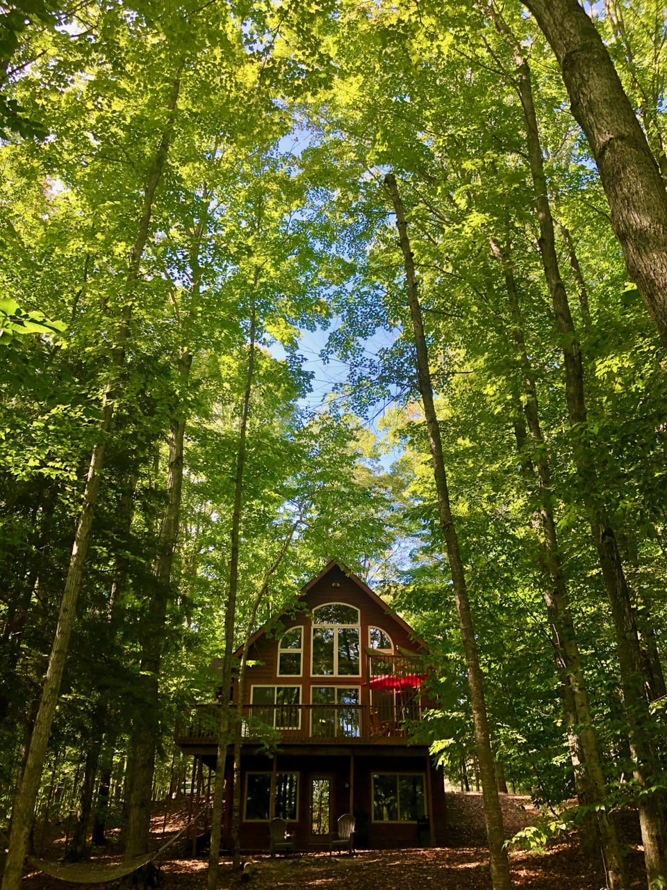 Towering hardwoods