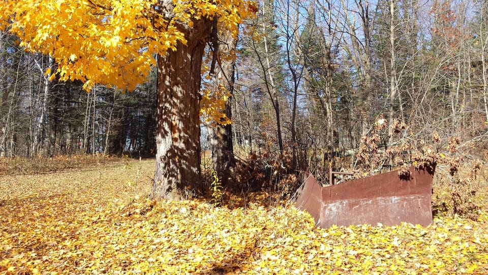 The maples never dissapoint in late September and early October.