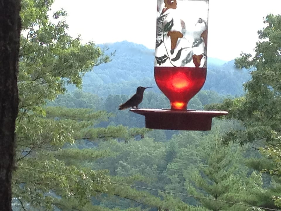 This Hummingbird feeder is hanging on our open deck... 