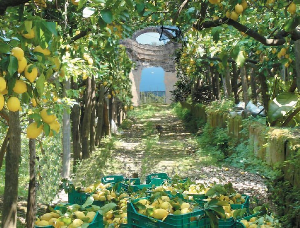 Lemon trees in Sorrento