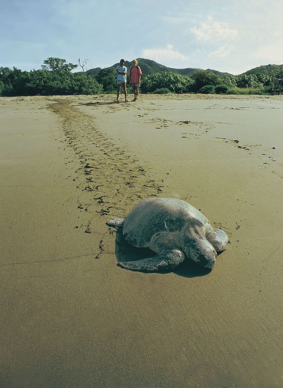 turtle watching at  Playa Ostional