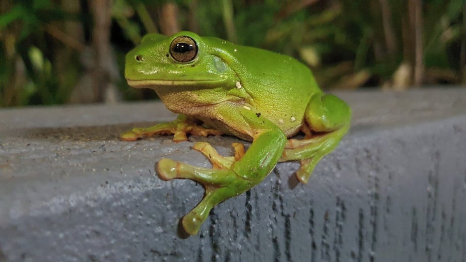 Local resident