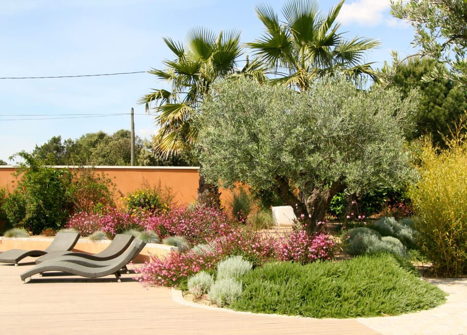 Mediterranean plants