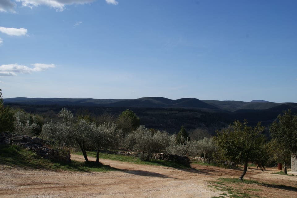 View over the olive trees