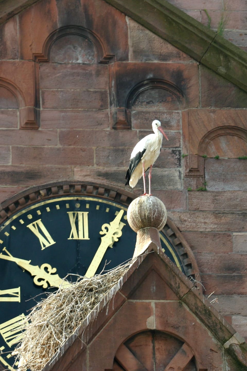 A stork in Munster