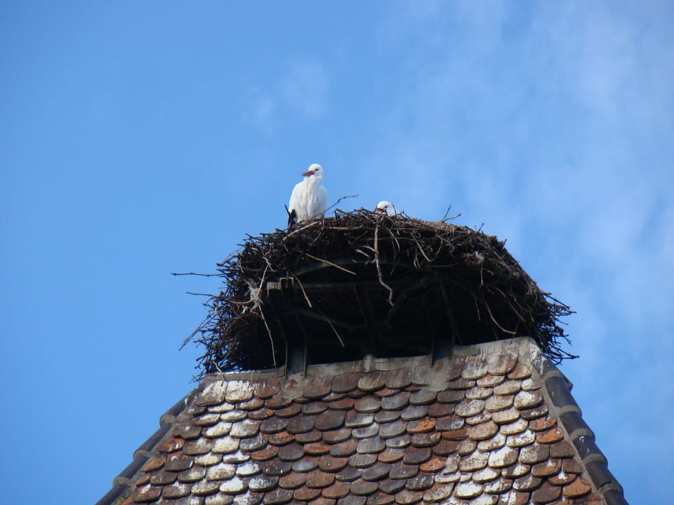 Stork