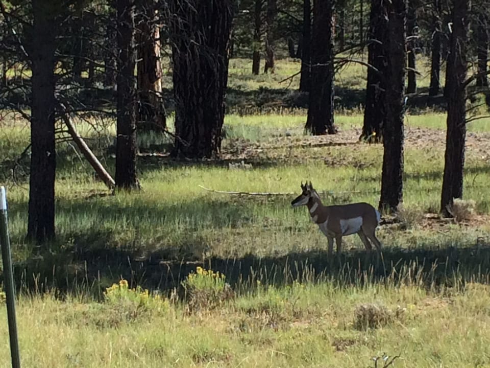 Where Deer, ANTELOPE, & Moose Play