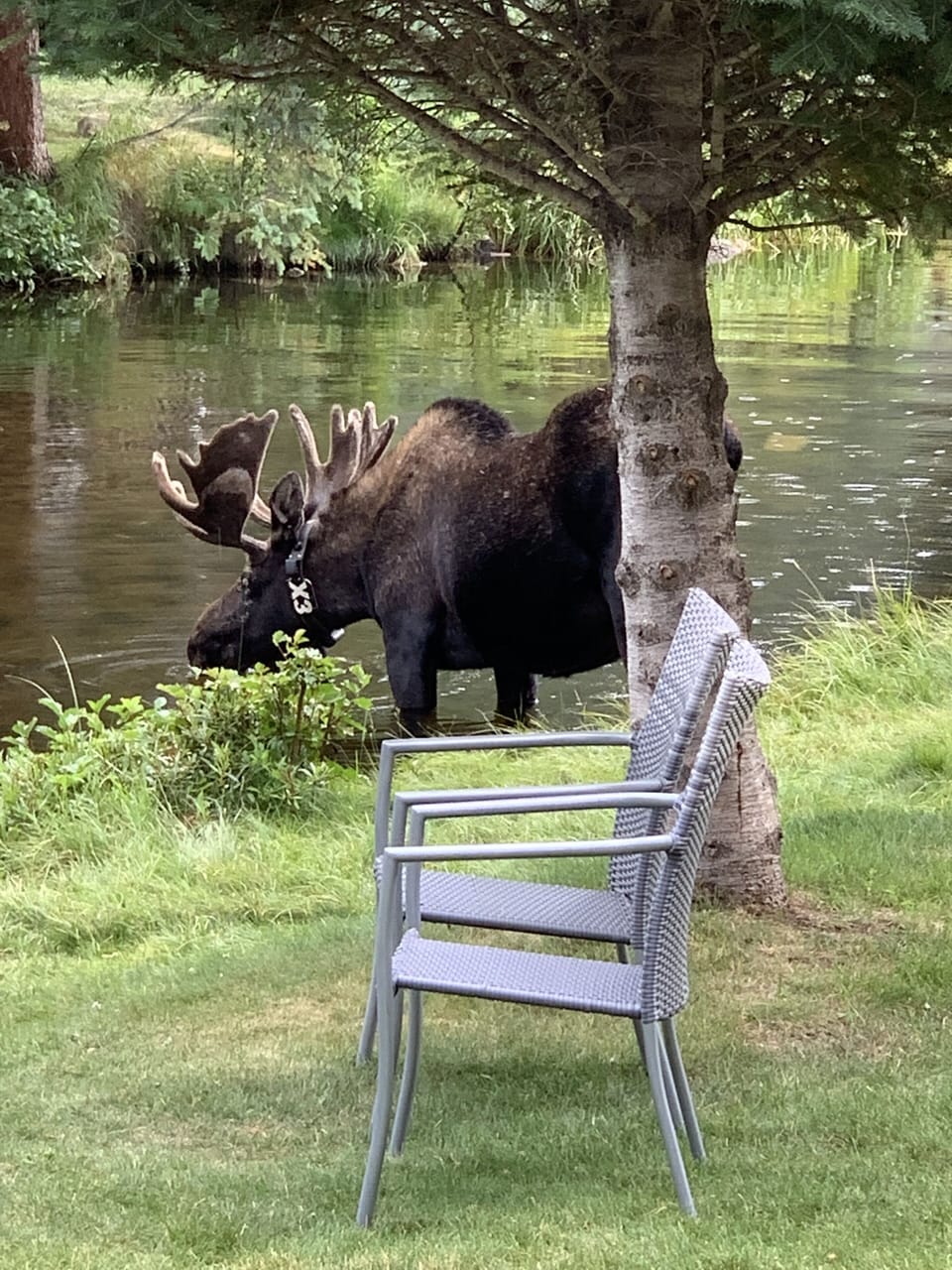 Guests had a visit from this bull moose in the backyard.  Amazing creature!
