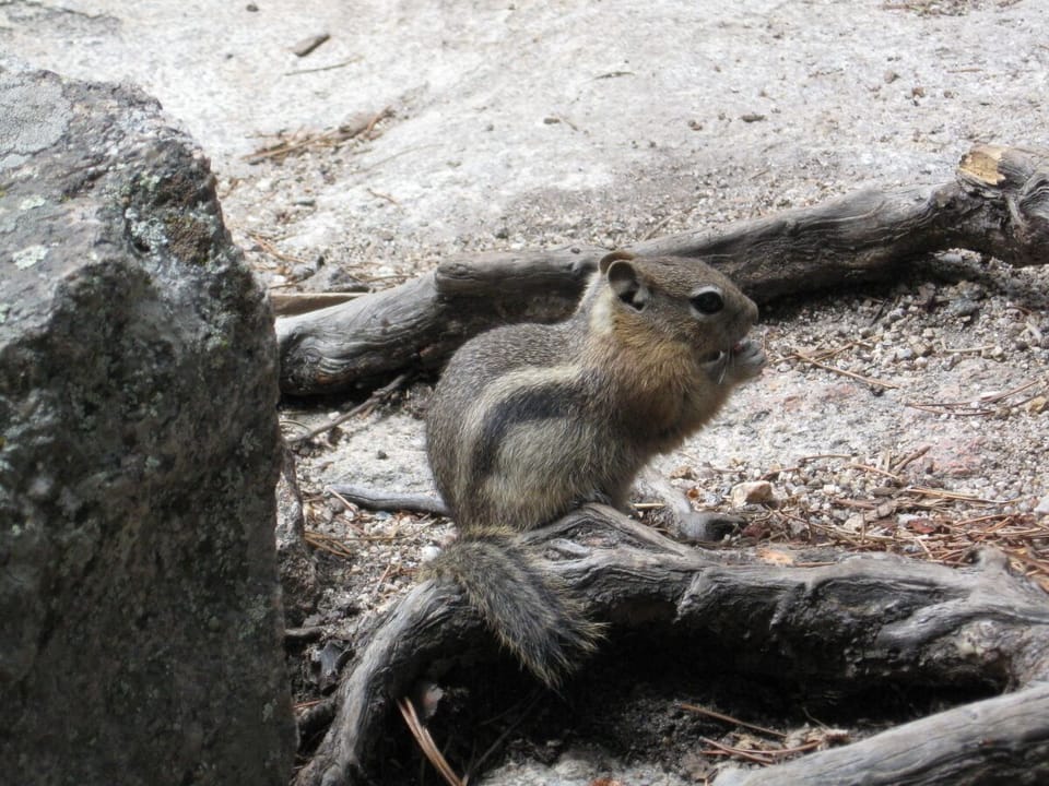 Chipmunk on the hiking trail