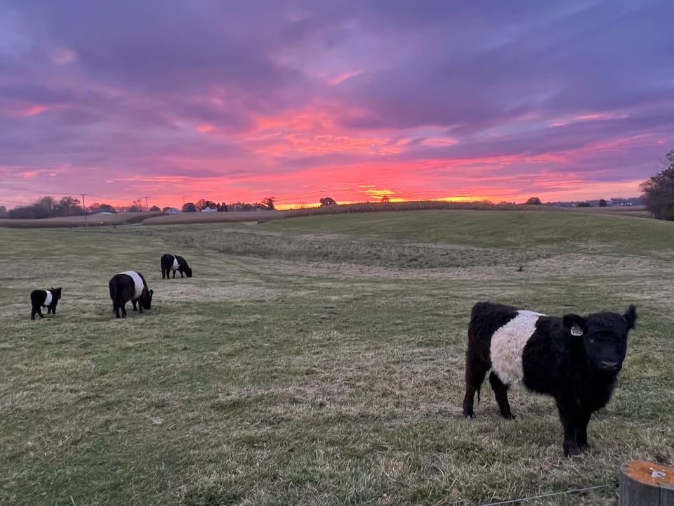 Pasture Sunset