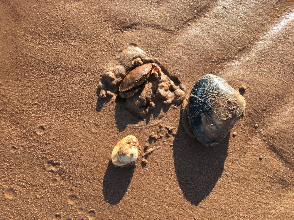 Ocean life abounds. So much fun exploring. 