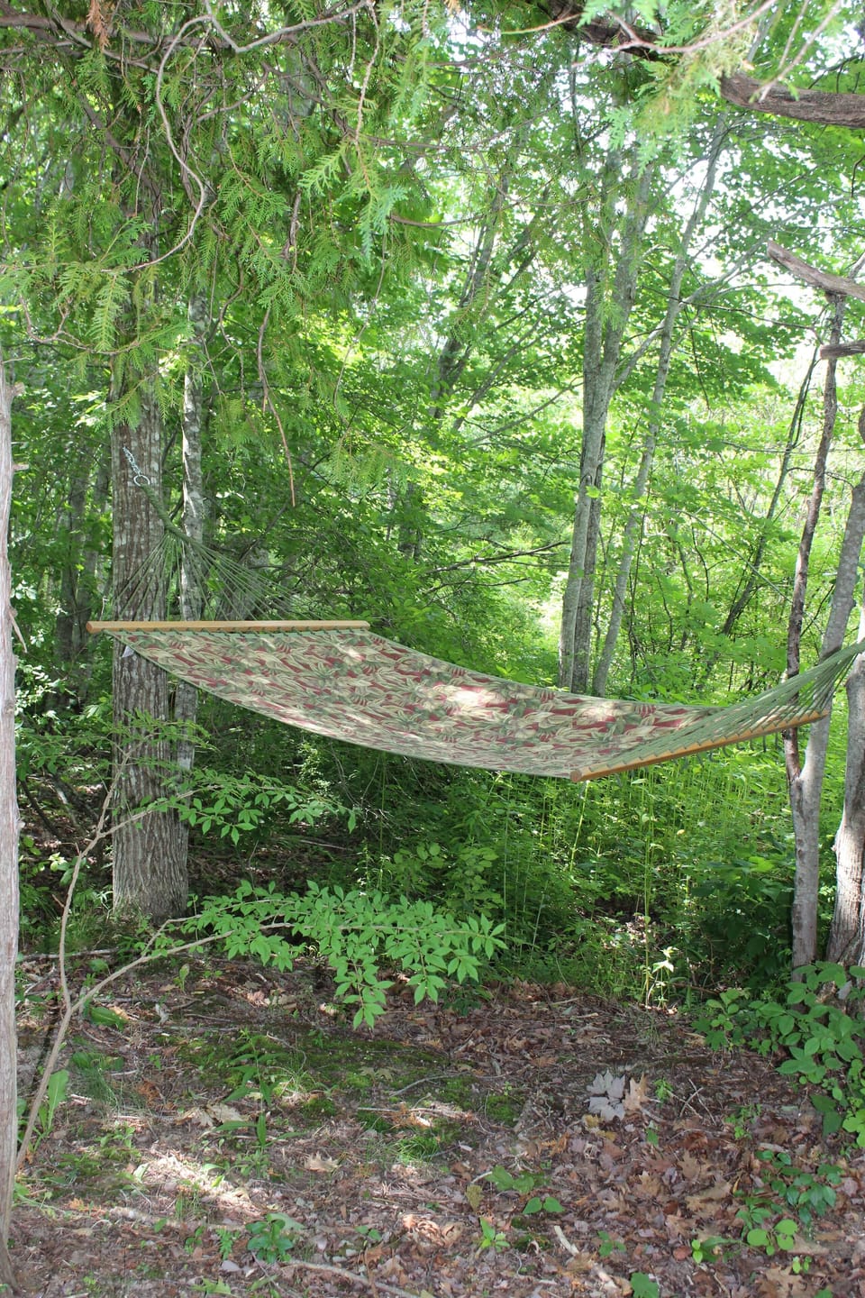 Cozy hammock among the trees