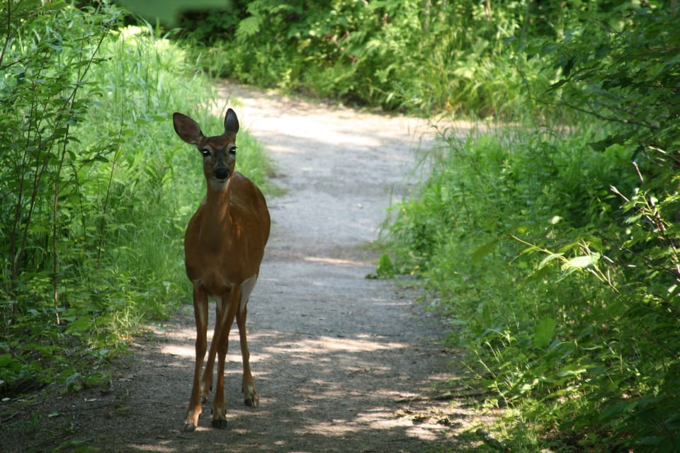 Neighbourhood friends